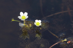 Ranunculus longirostris