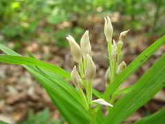 Cephalanthera