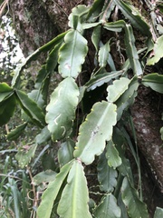 Rhipsalis pachyptera