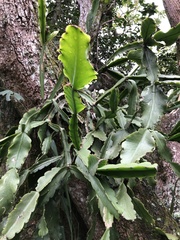Rhipsalis pachyptera