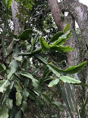 Rhipsalis pachyptera