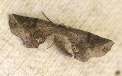 Parepisparis excusata