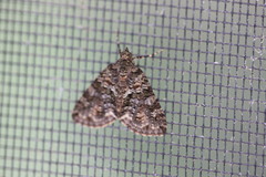 Polyclysta hypogrammata