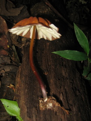 Marasmius berteroi