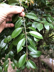 Eugenia copacabanensis