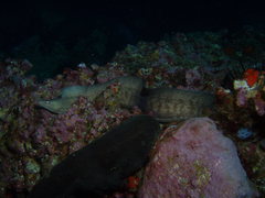 Gymnothorax nubilus