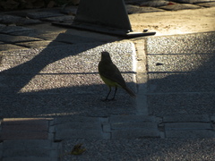 Machetornis rixosa