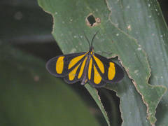 Cyllopoda claudicula