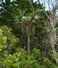 Pandanus tectorius tectorius