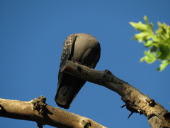 Patagioenas maculosa