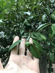 Eugenia copacabanensis