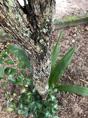 Eugenia copacabanensis