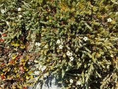 Dracophyllum prostratum