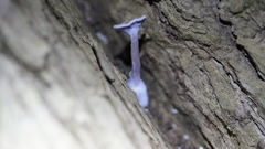 Trogia cantharelloides