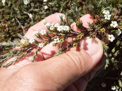 Dracophyllum prostratum