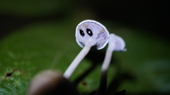 Trogia cantharelloides