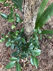 Eugenia copacabanensis