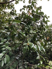 Eugenia copacabanensis