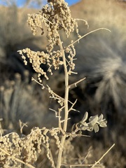 Atriplex torreyi