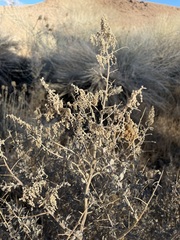 Atriplex torreyi