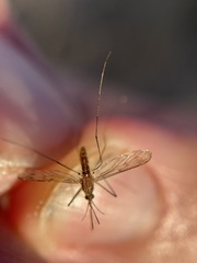Anopheles freeborni