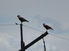 Hirundinea ferruginea