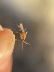 Anopheles freeborni