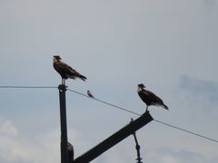 Hirundinea ferruginea