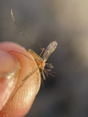 Anopheles freeborni