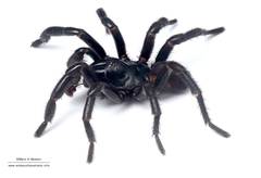 Hadronyche adelaidensis