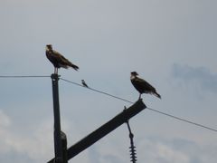 Hirundinea ferruginea