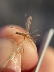 Anopheles freeborni