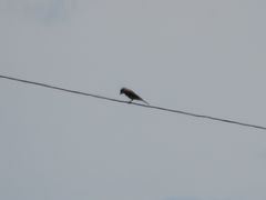 Hirundinea ferruginea