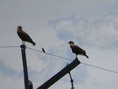 Hirundinea ferruginea