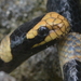 New Caledonian Sea Krait - Photo (c) Pierre-Louis Stenger, some rights reserved (CC BY-NC), uploaded by Pierre-Louis Stenger