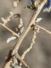 Atriplex torreyi