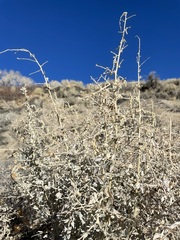 Atriplex torreyi