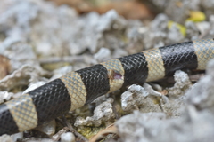 Amblyomma laticaudae
