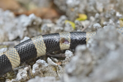 Amblyomma laticaudae