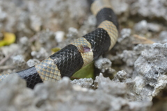 Amblyomma laticaudae
