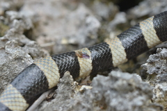 Amblyomma laticaudae