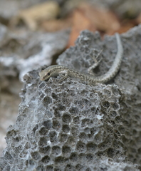 Cryptoblepharus novocaledonicus
