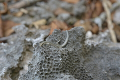 Cryptoblepharus novocaledonicus