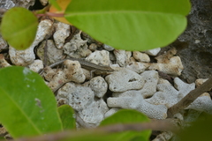 Cryptoblepharus novocaledonicus