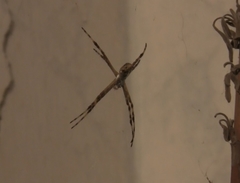 Argiope argentata