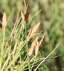 Distichlis distichophylla