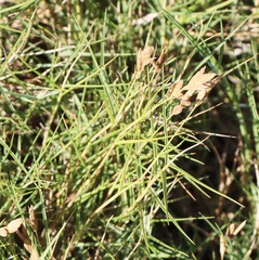 Distichlis distichophylla