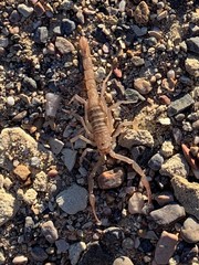 Stahnkeus deserticola