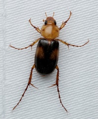 Phyllotocus bimaculatus