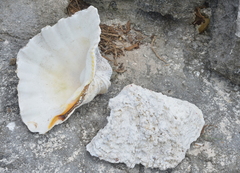 Hippopus hippopus